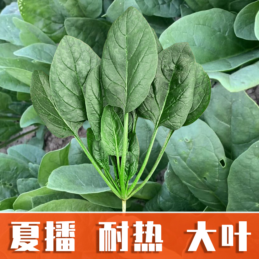 耐热夏播王菠菜种子种籽高产春夏季秋四季蔬菜孑小红根大叶波菜种 鲜花速递/花卉仿真/绿植园艺 家庭园艺种子 原图主图