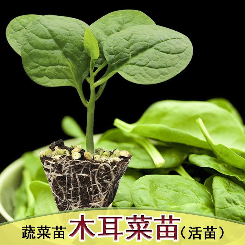 大叶木耳菜苗包邮阳台盆栽家种爬藤蔬菜种籽孑子幼苗四季种植秧苗