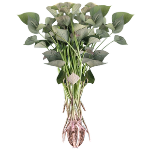 红薯苗秧烟台蜜薯苗子种西瓜红心凉薯地瓜种籽叶六鳌紫薯种植藤苗