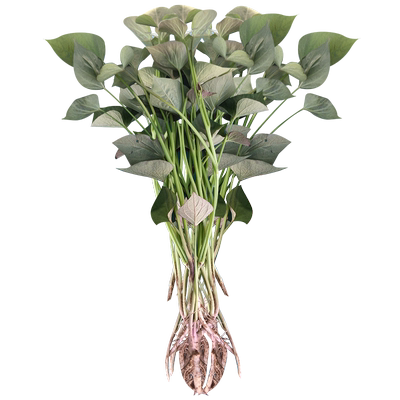红薯苗秧烟台蜜薯苗子种西瓜红心凉薯地瓜种籽叶六鳌紫薯种植藤苗