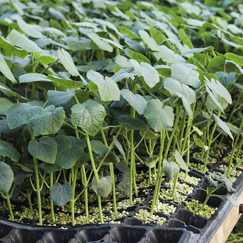 秋葵苗秧秋季阳台四季蔬菜苗种孑種子矮水果羊角红色黄色秋葵种籽