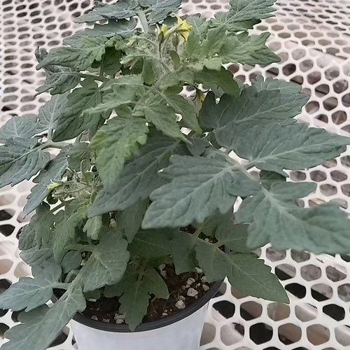 矮生小番茄苗千禧阳台四季盆栽种植西红柿苗秧蔬菜食用水果圣女果 - 封面