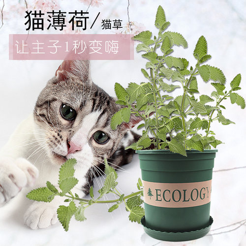 猫薄荷草盆栽植物苗素材模板 猫薄荷草盆栽植物苗图片下载 小麦优选