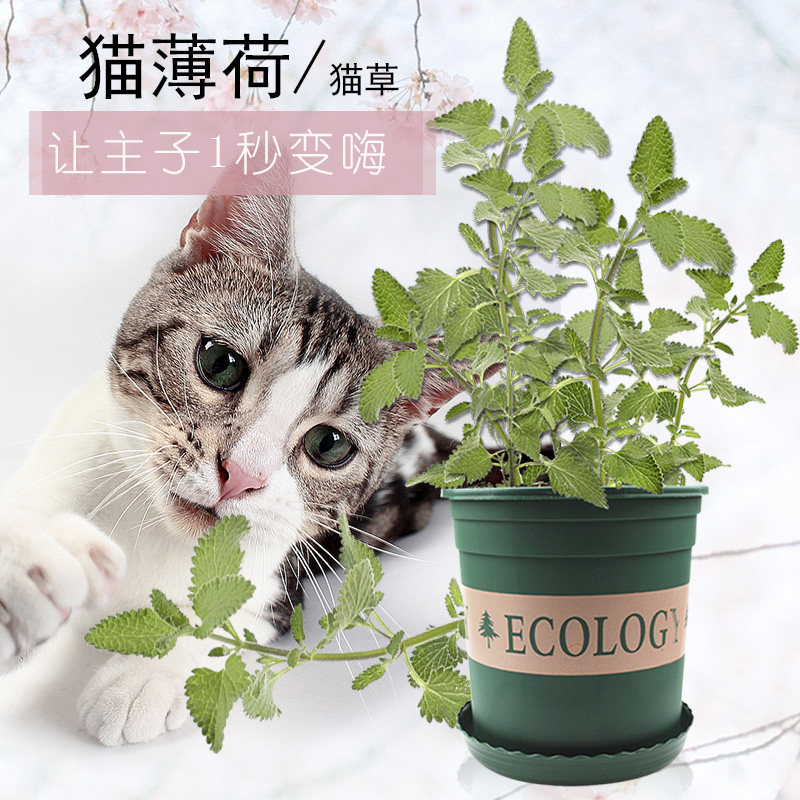 猫薄荷草盆栽植物苗素材模板 猫薄荷草盆栽植物苗图片下载 小麦优选