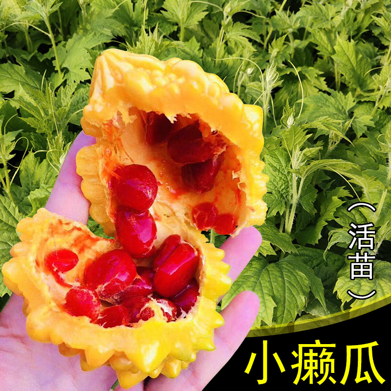 赖葡萄苦瓜种苗秧金铃子小癞瓜阳台盆栽水果赖瓜四季蔬菜种籽孑苗