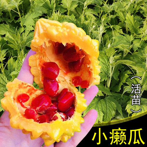 苦瓜种苗阳台盆栽四季赖葡萄