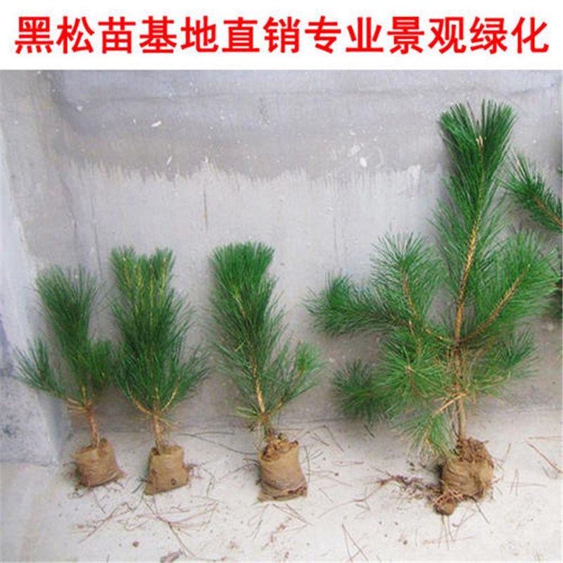 绿化苗木黑松小苗庭院黑松树四季常青盆景植物多肉地栽花卉