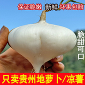 贵州农家地瓜新鲜现挖凉薯沙葛土地瓜豆薯红薯番薯当季 蔬菜地萝卜