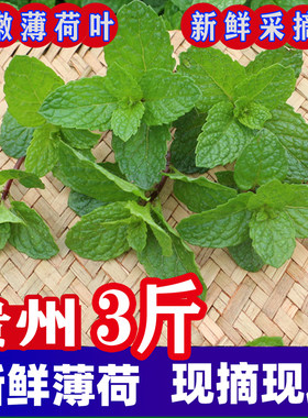 贵州本地农家种植狗肉香薄荷荷叶应季新鲜蔬菜鱼香菜火锅蘸吃