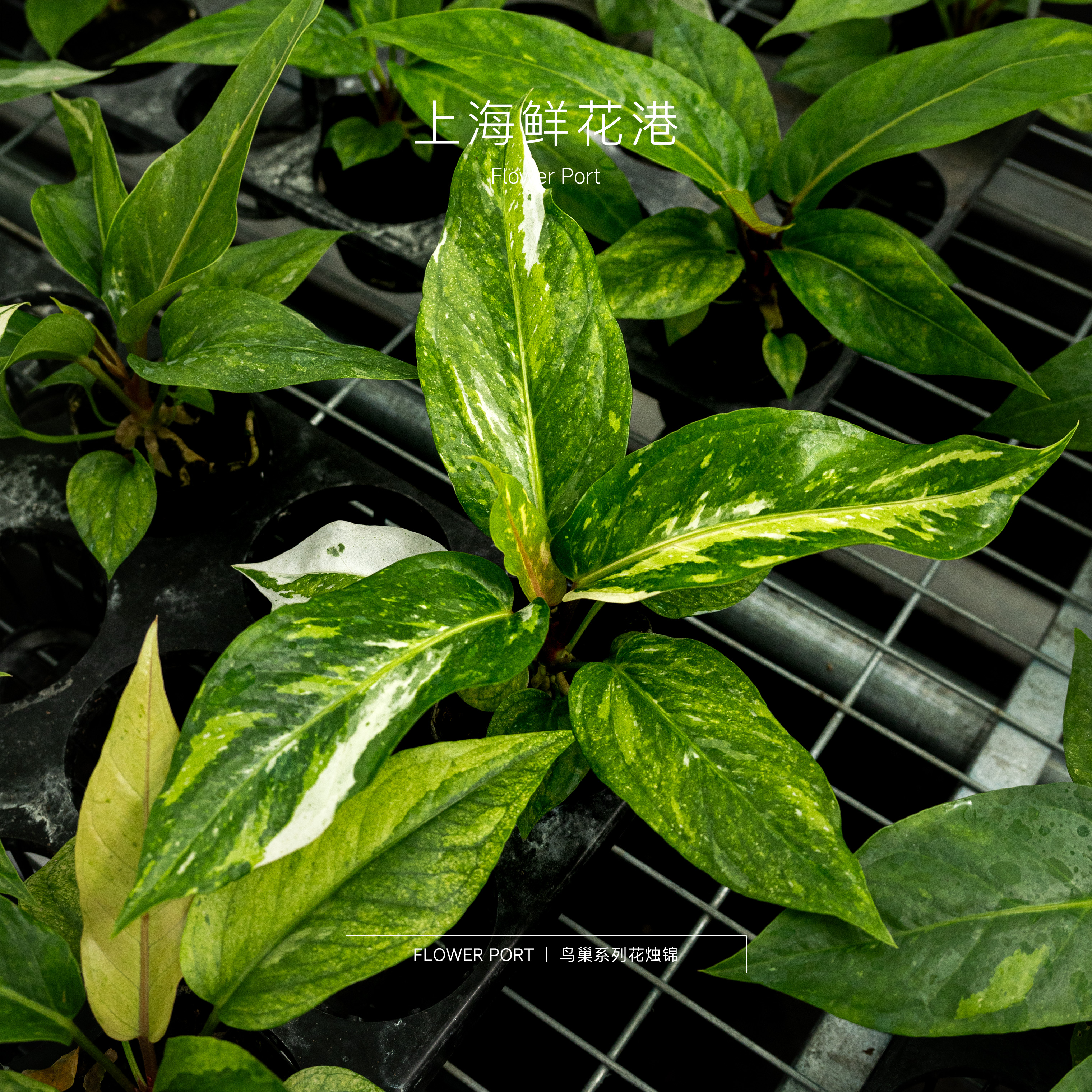 【Flower port】鸟巢系列花烛锦