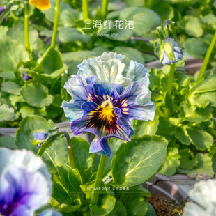 涩茶角堇 port Flower