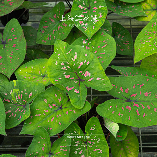泰彩 彩叶芋  热植 绿植盆栽 室内观叶植物