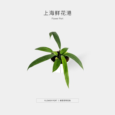 维塔领带 领带花烛 热植盆栽 室内观叶植物