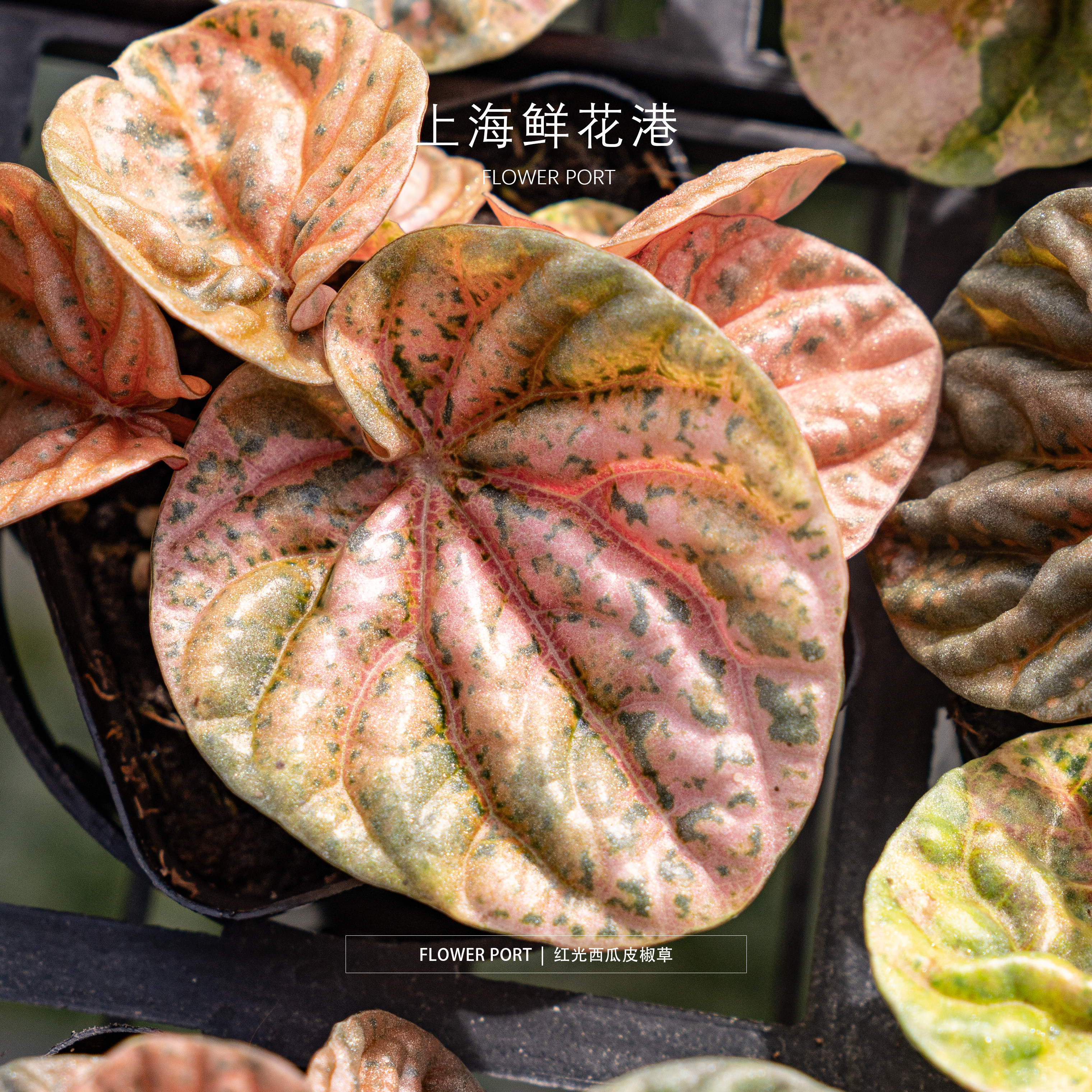 红光西瓜皮椒草  观叶植物  盆栽 植物 网红小植物