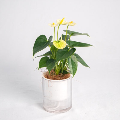 【Flower port春日梦想家】水培红掌