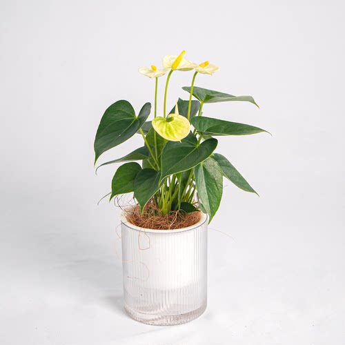 【Flower port】水培红掌