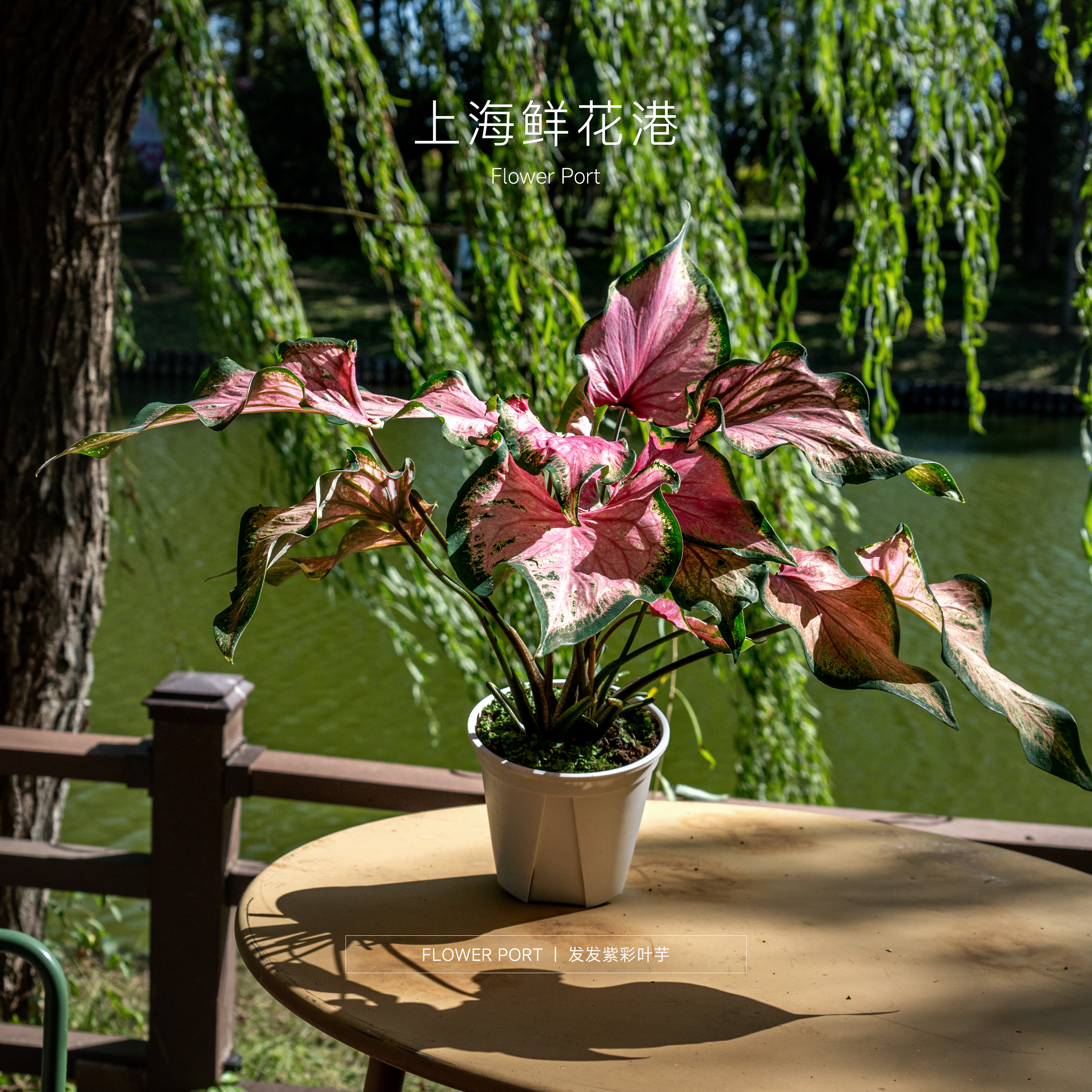 【Flower port】发发紫彩叶芋