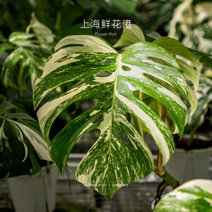 锦化植物 盆栽绿植 热植 白锦龟背竹