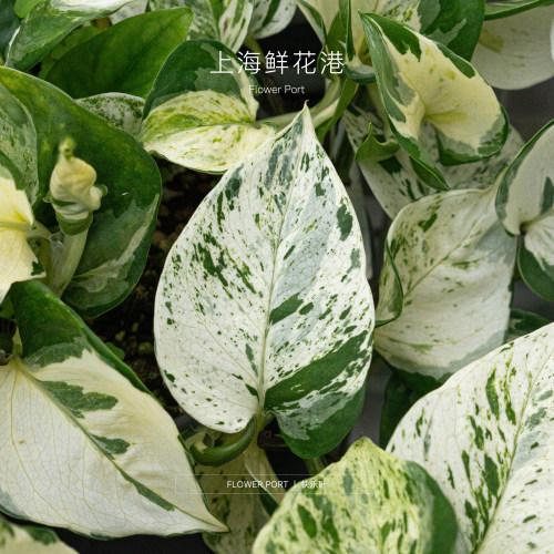 快乐叶  观叶植物  盆栽绿植 垂吊植物