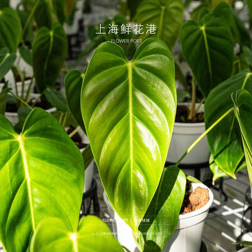 蔓绿绒PE蔓绿绒热植
