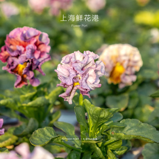 礼服968 port Flower