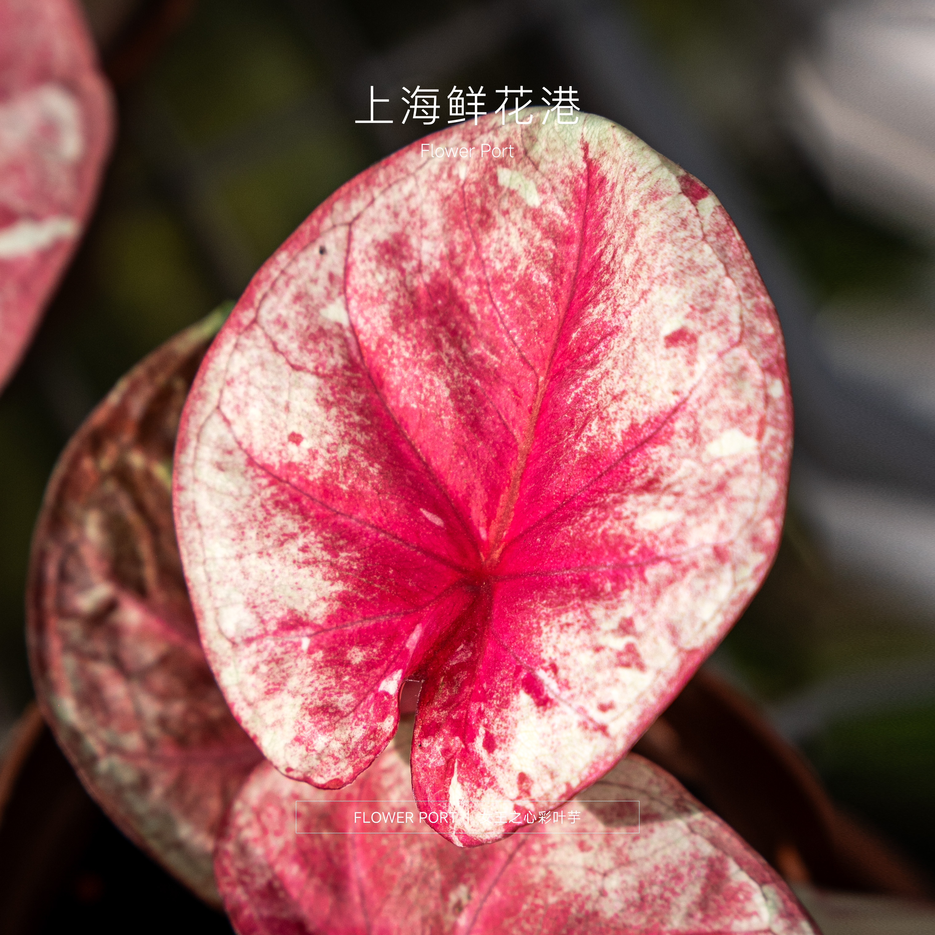 【Flower port】女王之心彩叶芋