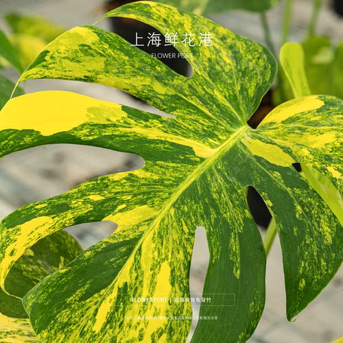 短颈黄锦龟背竹 热带绿植 盆栽 室内观叶植物 锦化植物