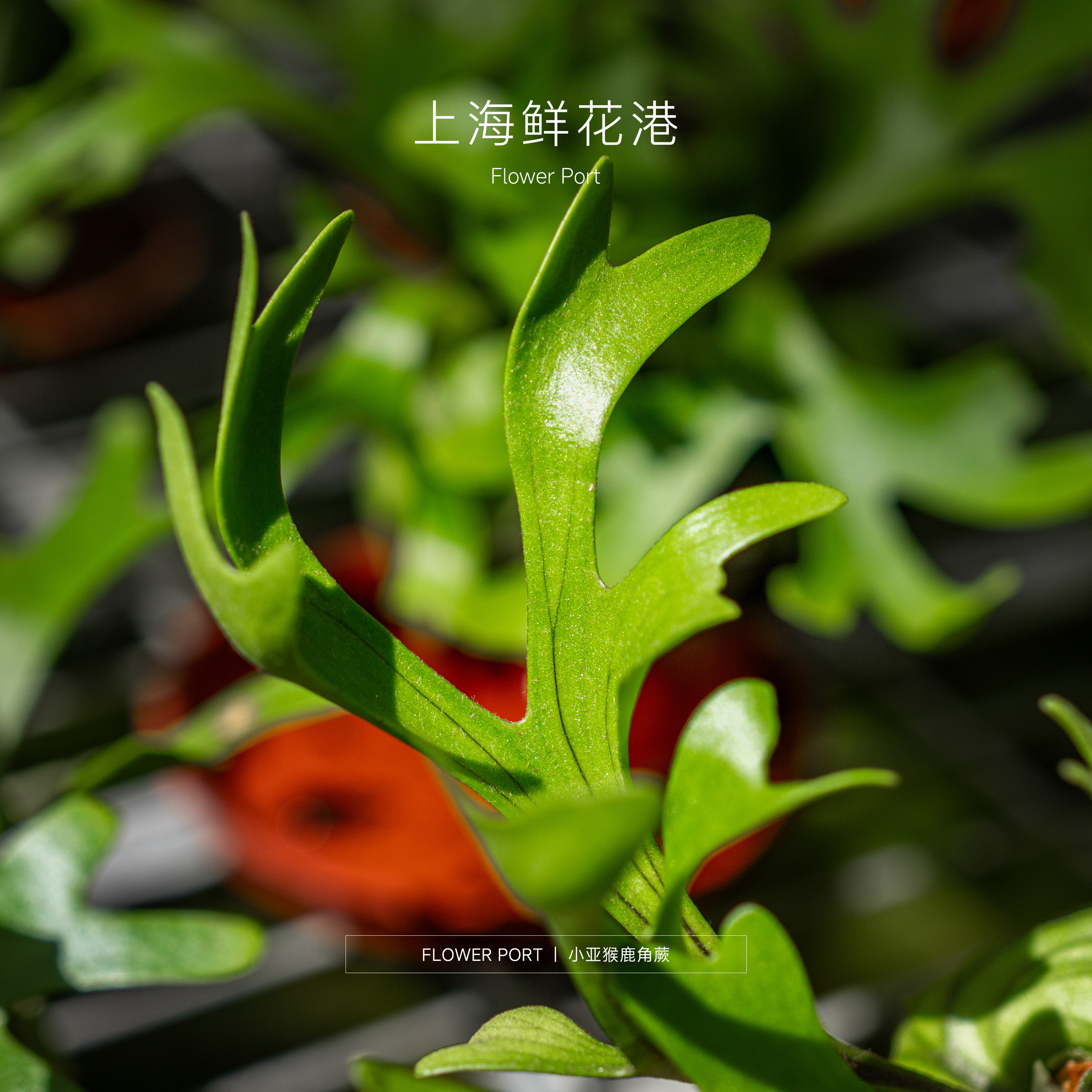 【Flower port】亚猴鹿角蕨