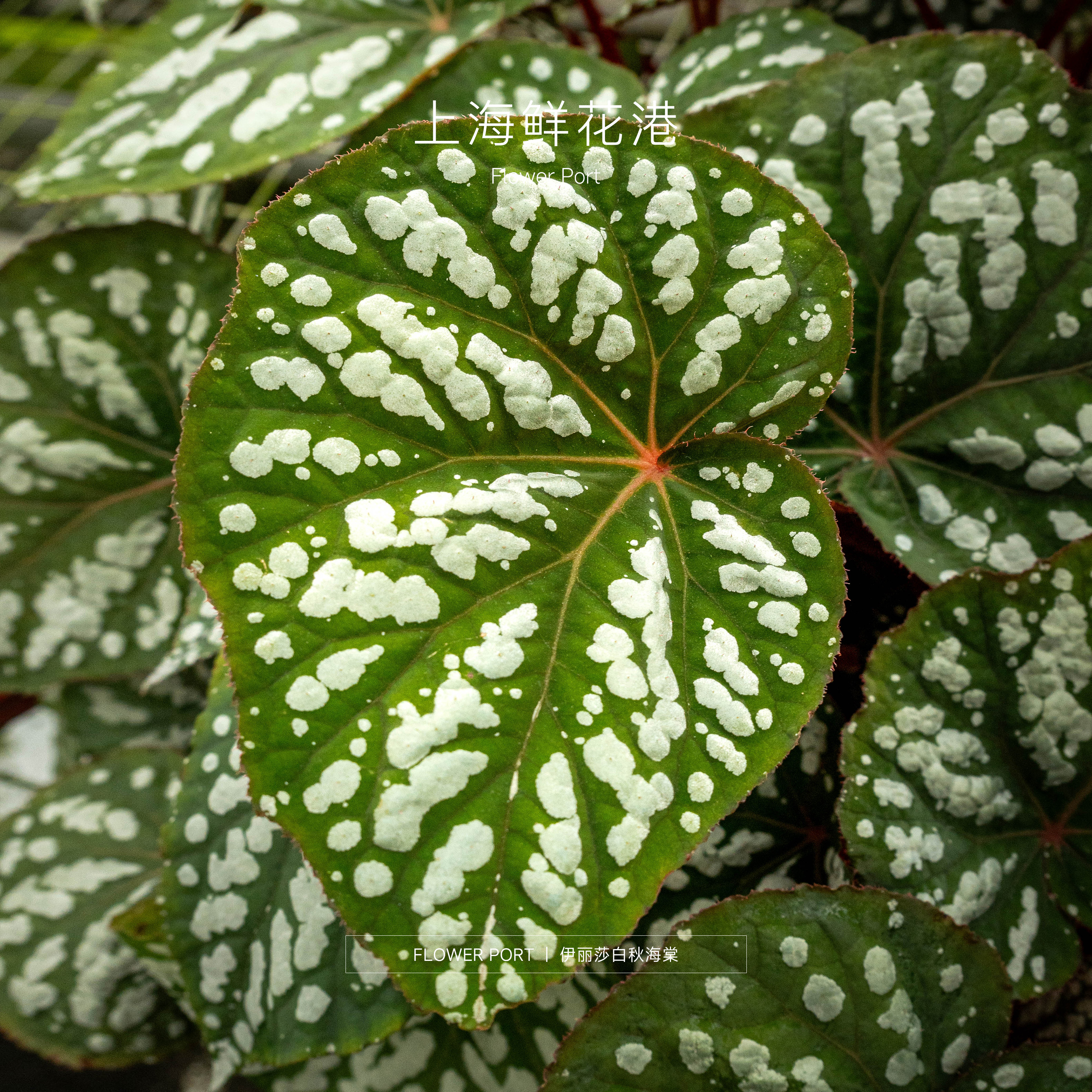 【Flower port】伊丽莎白秋海棠
