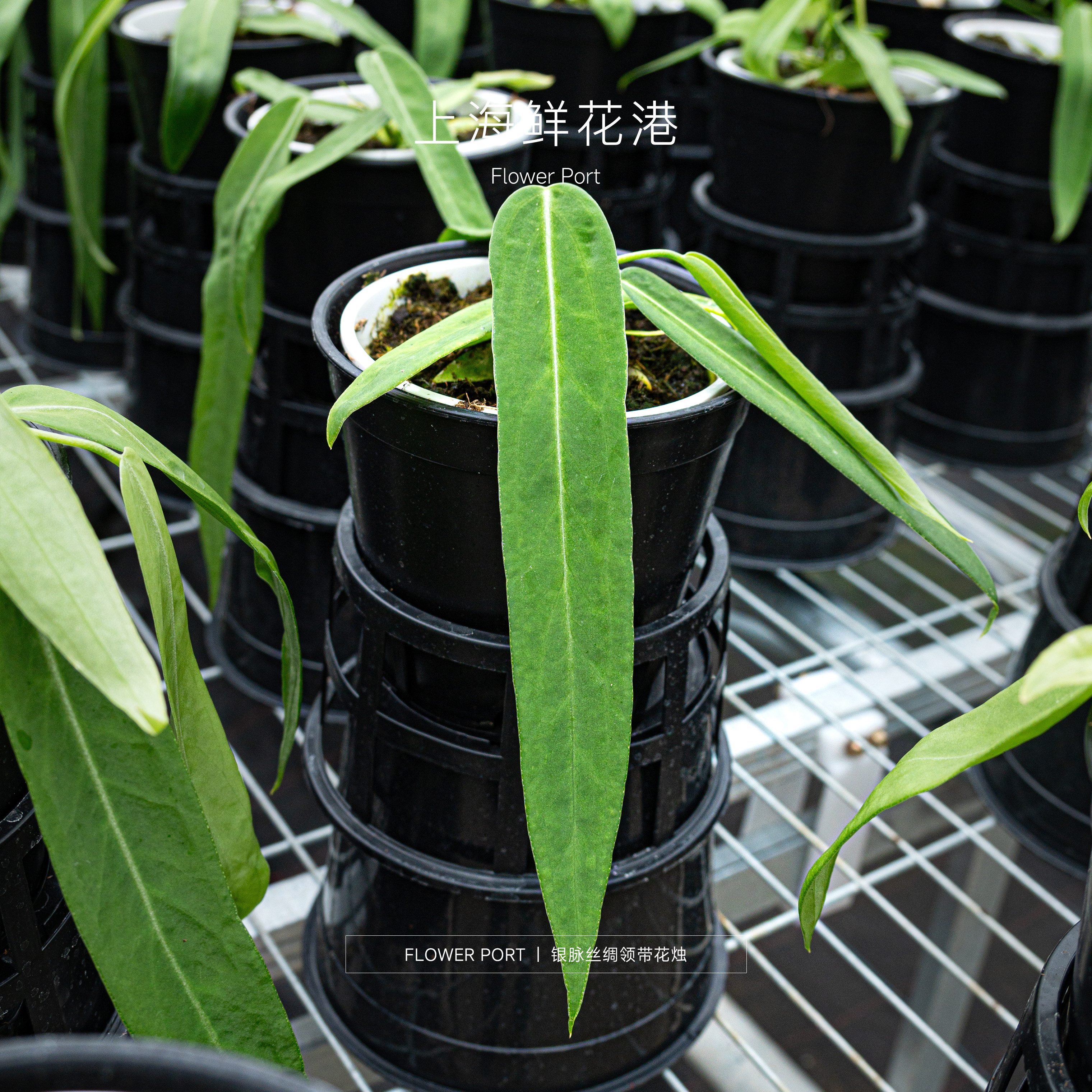 银脉丝绸领带花烛 热植盆栽 天南星科植物 室内观叶植物