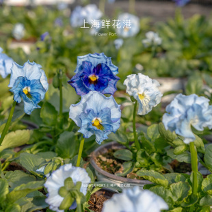 神户青之幻想 port Flower