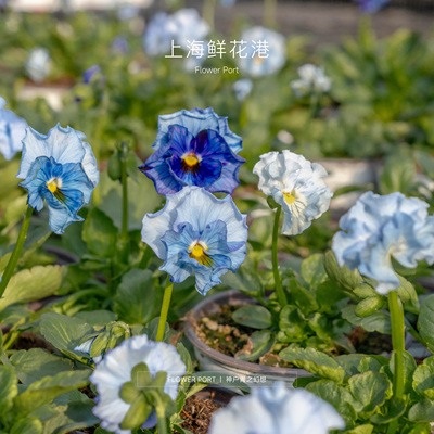 【Flower port】神户青之幻想