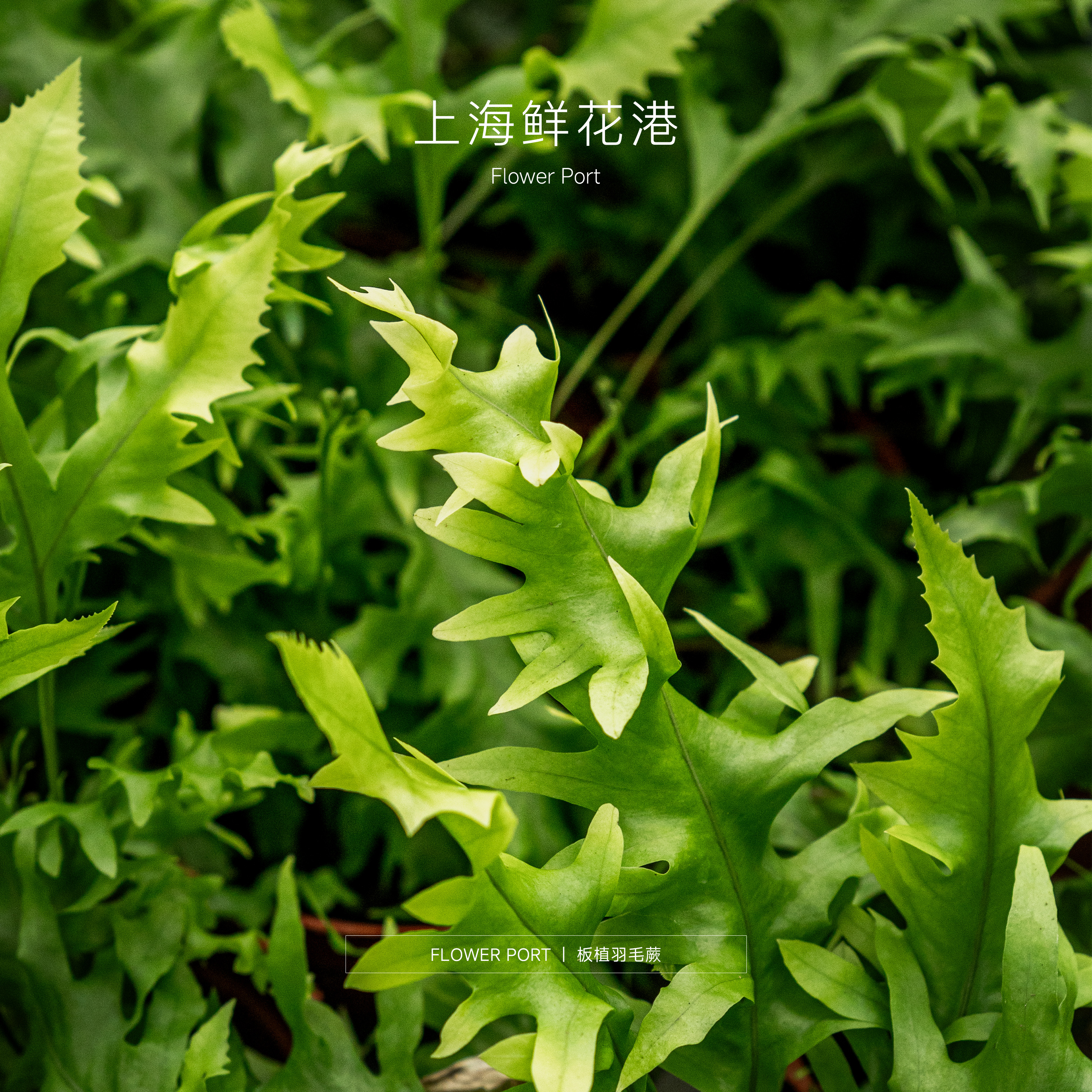 【Flower port】羽毛蕨