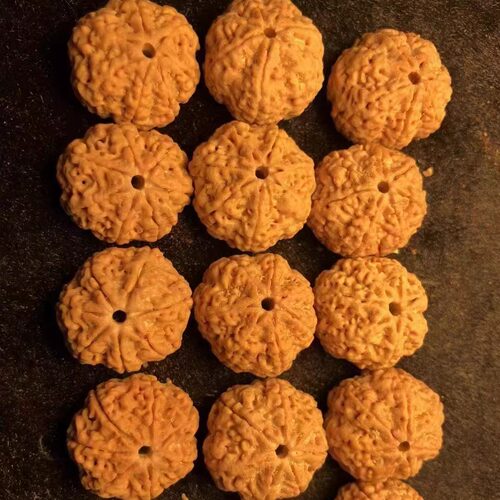 大金刚7瓣蜂王精品爆肉20mm矮桩