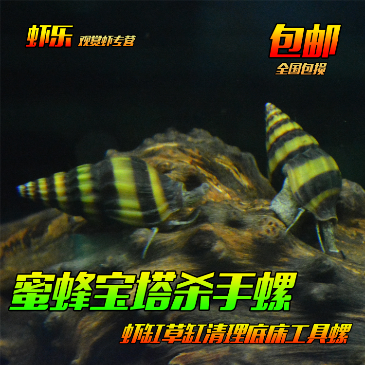 大黄蜂蜜蜂宝塔杀手工具观赏螺底床活化清理尸体草缸杂螺
