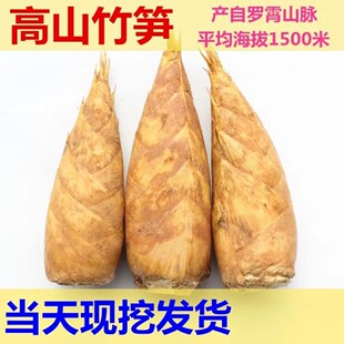 江西高山冬笋新鲜现挖野生大春笋黄泥笋时令蔬菜去老根两头尖竹笋