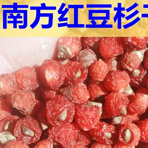 红豆杉干果新鲜野生红豆杉果子干