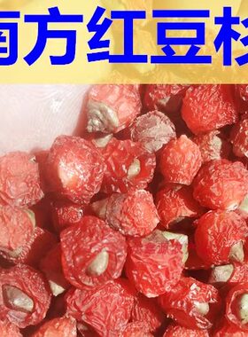 红豆杉干果新鲜野生红豆杉果子干红豆杉果实果子酒紫杉醇泡茶泡酒
