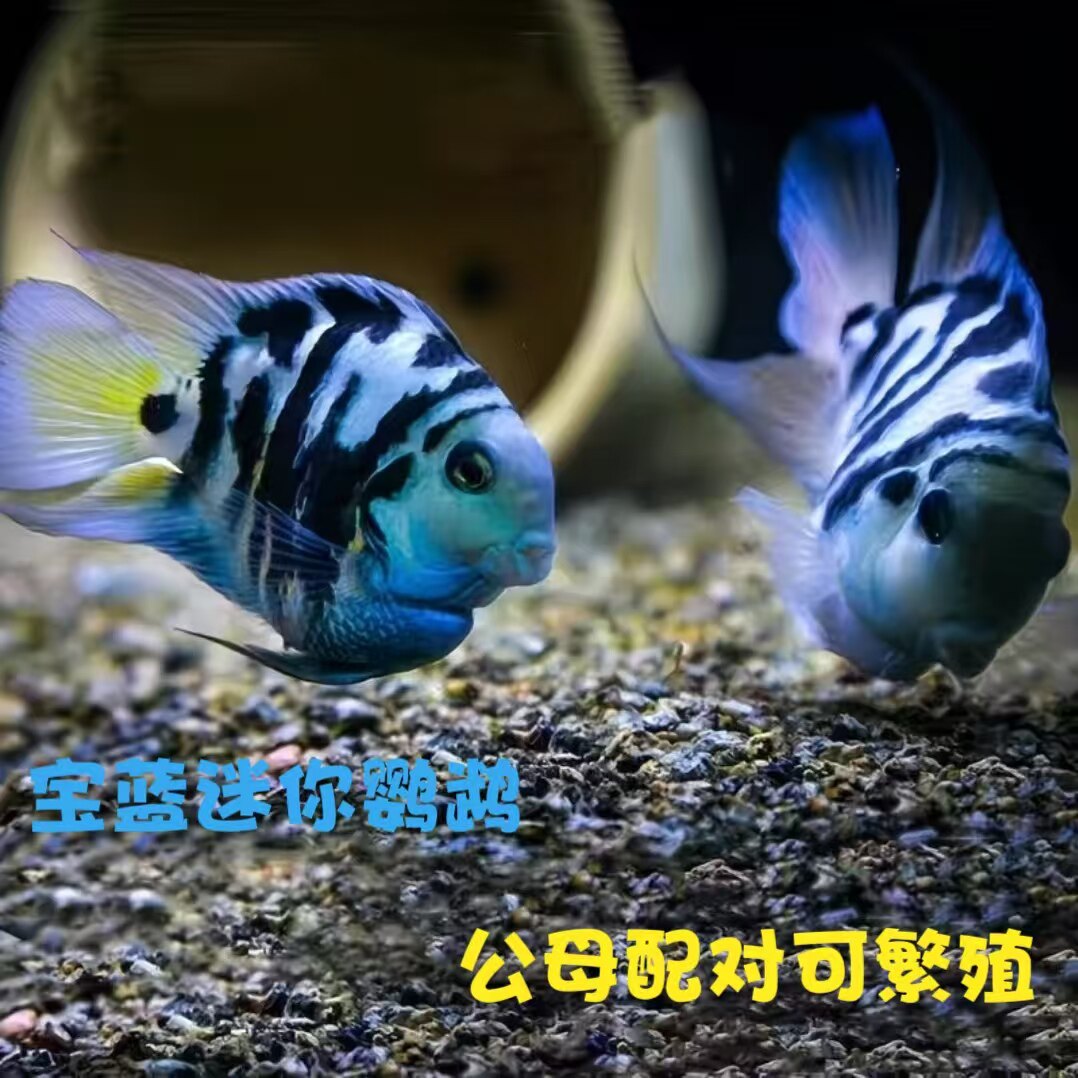 大鹦鹉鱼繁殖组配对成功迷你鹦鹉成对鱼热带种公母精品大型鹦鹉鱼
