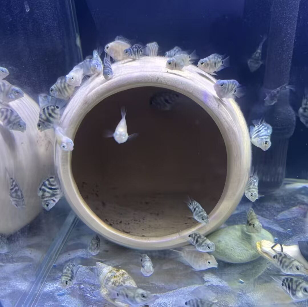 可爱迷你鹦鹉公母白金胭脂粉红小型宝蓝成鱼淡水繁殖热带观赏鱼