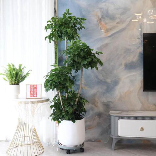 盆栽大型绿植单杆平安树室内招财办公室客厅落地摆件植物幸福树