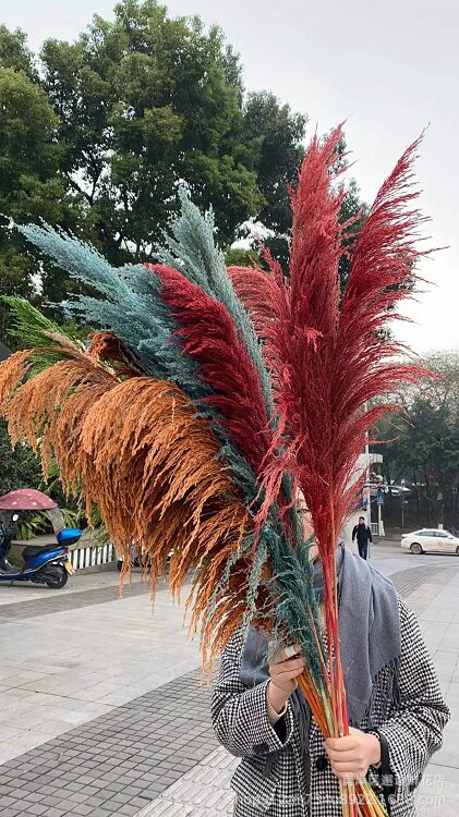 干花婚庆花材婚礼布置软装花艺橱窗布置芦苇染色彩色芦苇铁杆芦苇