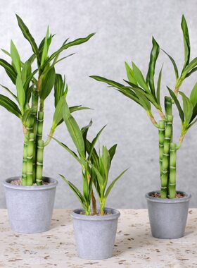 仿真花绿植盆栽摆件跨境子假花装饰客厅餐桌仿真竹富贵竹