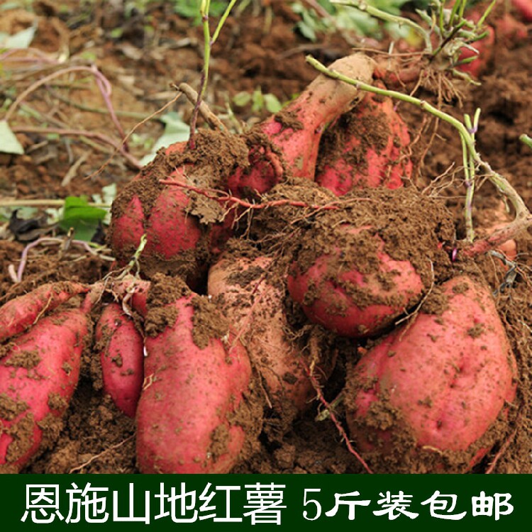 新鲜蔬果5斤包邮湖北恩施红薯苕地瓜番薯非秦薯板栗薯小香薯蜜薯