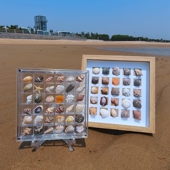 天然迷你小海螺贝壳海星高透磁吸收纳盒相框微贝沙标本海边小礼物