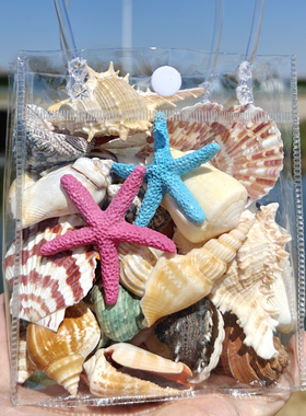 天然海螺贝壳海星水族馆鱼缸造景家居地台装饰收藏纪念diy礼物