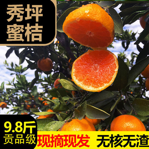 石门蜜桔橘子甜自产自销