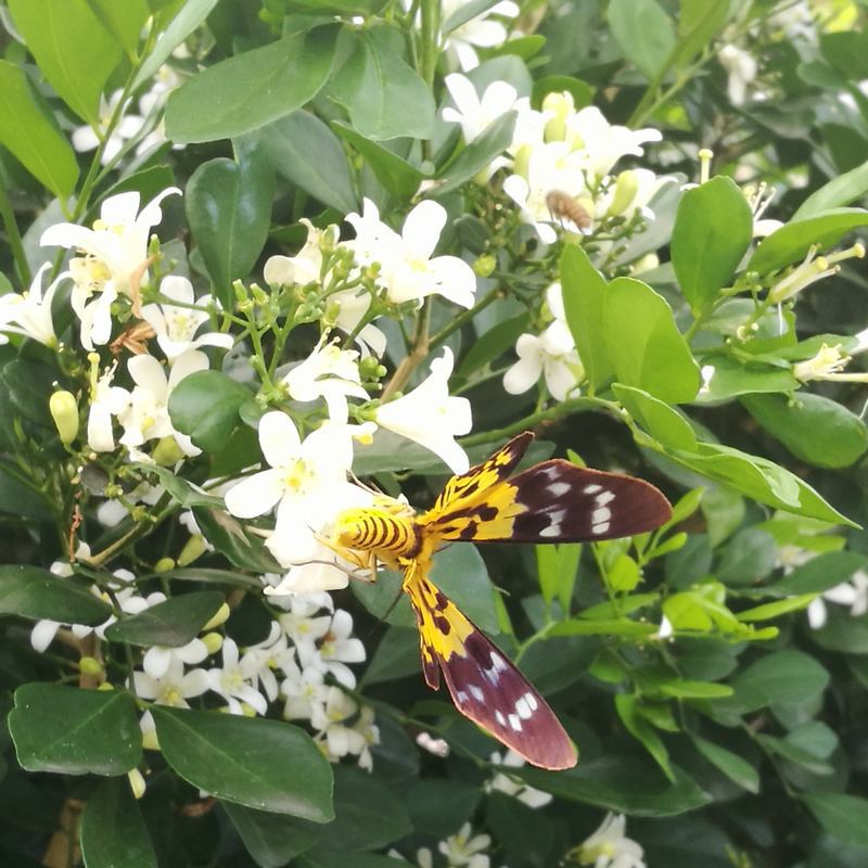 千里香种子七里香九树香万里香黄金桂阳台花卉绿植盆栽