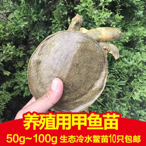 活体老鳖脚价格 活体老鳖脚图片 星期三