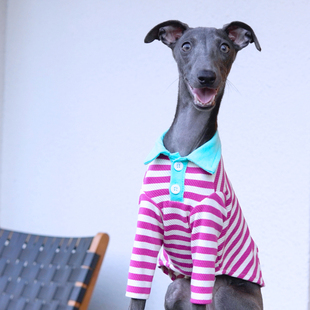 长腿小灵缇细狗贝灵顿灵缇犬惠比特视觉犬宠物衣服POLO衫